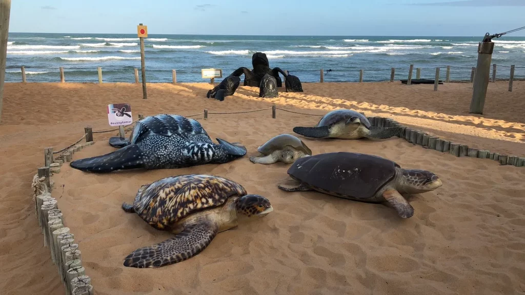 Praia do Forte, uma das 5 praias do Brasil mais procurada do Brasil pelos protetores de Tartarugas.